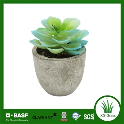 Realistisch succulent binnendecor
