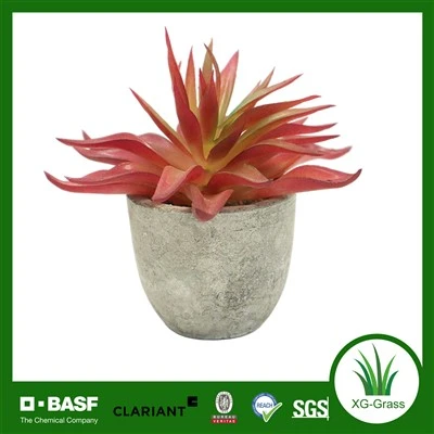 Koraalrode sappige cementpot